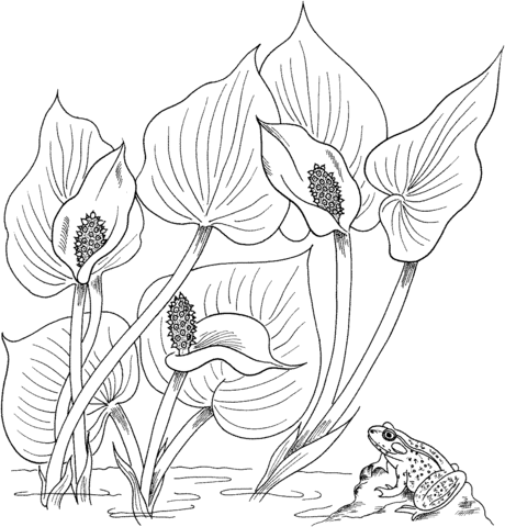 Wild Calla Or Water Arum Coloring Page